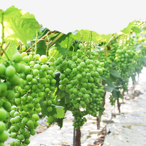 자연담아 샤인머스캣 GAP 인증 경산 산지직송 프리미엄 고당도 아삭아삭 즐거운 식감 귀족과일 2kg, [ 1kg ] 가정용 B등급