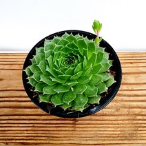 에덴플랜트 썬셋 바위솔 월동 다육이 노지월동 플랜테리어 초보다육 키우기쉬운식물, 1개