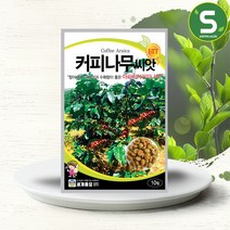 커피나무씨앗 10립 아라비아 커피 나무 씨앗 종자, 단품