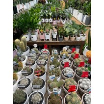 퀵 배송 강남 송파 서초 교대 성남 잠실 삼성 문정 판교 집들이화분문구 인사이동문구화분 관엽식물 탁상용관엽 사무실책상화분식물 탁상화분식물 공기정화식물 미니식물 미니관엽 인테리어식물, 소형