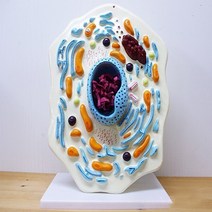 사이언샵 동물세포모형(2000배확대)