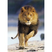 클레멘토니 사자의 발걸음 1000피스 직소퍼즐 CL39104