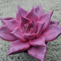 다육세상 다육이 레드에보니대품