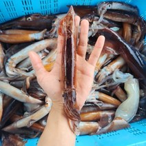 국내산 동해안 한입 오징어 500g 통찜 숙회, 1개