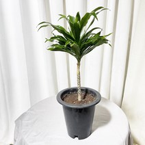 청년농부 소중형 외목 콤팩타 외목식물 인테리어식물 음지식물 키우기쉬운식물, 1개