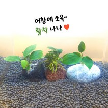 [상상아쿠아] 나나 활착, 골든나나, 에그스톤