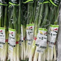 겨울 진도대파 3kg 산지직송, 단품
