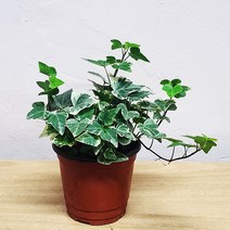 무늬아이비소품 칼라아이비 덩굴식물 행잉플랜트 아이비식물 반려식물, 1개