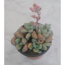 [별이네 다육] 다육 엔젤뷰티, 1개