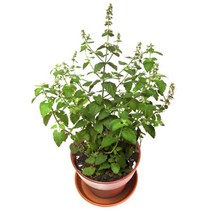 캣닙키우기 반려묘용품가정 Set 화분 포함 고양이박하 고양이소화 고양이선물 캣잎, 1개