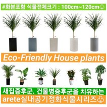 없음 [반값화분] MAIN-대형드라코130(드라세나) 직접배송 축하화분 개업화분 거실화분 카페화분 인테리어화분 아레카야자 극락조 알로카시아 파키라 고무나무, 백자원통(도기)