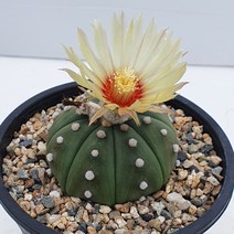 [메카다육]34-32000 대형투구(실생 선인장) 화분포함 다육식물 선인장 다육금 다육철화 두들레야 아프리카식물 코노피튬 하월시아 수입다육이 국민이