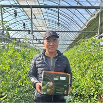 [머드러기] 산지직송 당일발송 대저 짭짤이 토마토 2.5kg, 대저 토마토 2.5kg(S/소과/B등급)