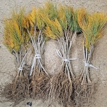 리서스원예 황금소나무 상록수 황금소나무묘목 접목 1년 10주 묶음, 황금소나무 10주 묶음