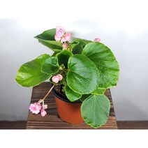 [나랑너랑꽃]베고니아 - 셈퍼플로렌스 더블릿 (팝콘 베고니아 분홍), 1개