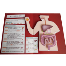 음식물의소화 팝업북만들기