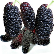 [2022년산 특품] 과상오디 5kg 10kg 명품 토종오디 급냉, 과상오디10kg