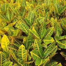 꽃백화점 크로톤 중대품 국민식물 35~60cm 119, 1개