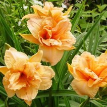 [뿌리]원추리(데이릴리)-더블 드림: 2뿌리 QQ331, 1개