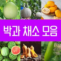 수박씨앗 참외 멜론 박씨 애호박 쥬키니호박 조선호박 단호박 밤호박 맷돌호박 땅콩호박 슈퍼호박 미국호박 수세미 동과 조롱박 텃밭 파종 종자 재배 모음, 11.슈퍼호박씨 5립