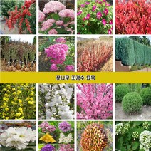 꽃나무 조경수묘목 장미 조팝나무 꽃댕강나무 회양목 측백나무 편백나무 개나리 진달래 철쭉 영산홍 매화나무 벚나무 능소화 치자나무 남천 함박꽃 목단 배롱나무 홍도화 라일락, 라일락3년생 1m