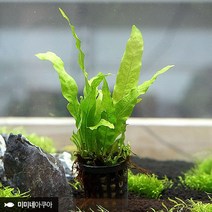 수초대학교 음성수초 미크로소리움 활착수초 1포트 파릇파릇 깨끗한 쉬운수초