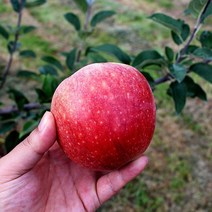 문경 농원직송 달콤한 부사 꿀사과 10kg, 가정용 사과 10kg (26~30과), 1개