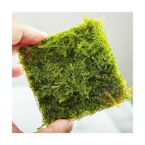 삼각모스 스텐활착판 (약 6cm X 6cm) /수족관 모스 키우기300310 L6