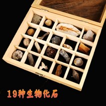 천연 화석 표본 삼엽충 암모나이트 과학 실험 교육 교구 19종 세트, 19종 천연 고생물학 화석