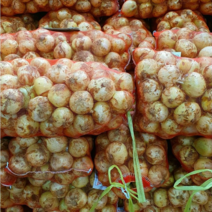 23년 청원농산 햇양파 10kg 20kg, 20kg(중 일반용), 1개