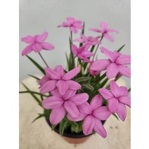 러블리 핑크설란 설난 구근식물 10~20cm 59 색상은 조금 다를수있음, 1개
