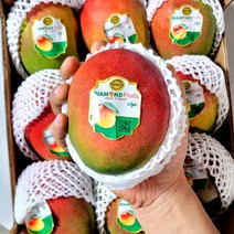 [항공직송]최고급 애플망고 열대과일의 여왕, 4kg내외(7~10과)