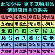 가정용수족관 거북항아리 생태항아리 자동여과 정수탈출방지 빌라 수륙양용 가정용 조경양식-10857, 옵션08