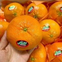 제주도 제주 레드향 5kg 선물용 대과, 본상품