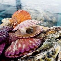 통영 해산물 멍게 가리비 굴, 1box, 홍가리비2kg석화2kg