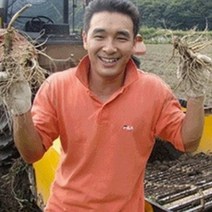 (햇삼/750g)다림용난발삼 세척인삼 쭉뻗은 원수삼 영업용삼계.가정용실속파삼특가/선물용행사/금산부부인삼.못난이난발삼추천, 1개, (06)비세척-750G 잔난발삼 25뿌리이상