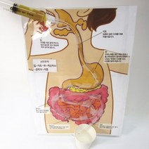 사이언샵 음식물 소화과정 만들기 5인 과학실험세트, 1개