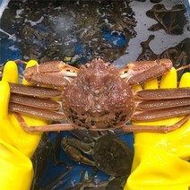 [활 대게] 동해안 최고급대게 생물 5마리(대9.5~10cm), 단품