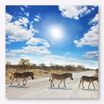 [바보사랑] cj792-아크릴액자_얼룩말들, 타입선택:2.얼룩말들_이미지2