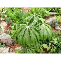 우산나물 종근 50주