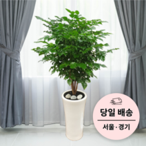 에코플랜트 실내 공기정화 식물 개업식 사무실 이전 승진 까페 개원 집들이 선물 개업 축하 화분 배달 [서울 경기 당일배송]<토요일 오후 일요일 주문건 월요일배송>, 08. 녹보수, 1개” class=”wr-img”></a></div></p></div></p></div></p></div><div class=