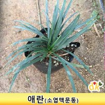 들꽃닷컴]애란모종(8cm포트묘) 1set/50개- 잔디 대용 사계절 초록 야생화 소엽 맥문동 왜란 지피 식물