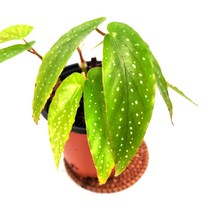 튀니지잼베고니아 (소품) 특이한베고니아에요, 1개