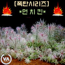 [수초폭탄] (44%할인) 환상적인 아름다움 루드위지아 핑크화이트(먼치킨) 5촉 / 국민수초 초보수초 고급수초 희귀수초