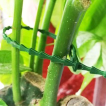 녹색 식물줄기타이 23cm 생선가시 초록타이 고추 고정 묶음끈 토마토 작물 와이어