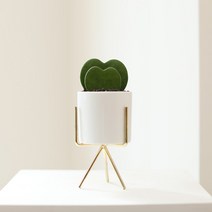 꼬띠 다육식물 스투키 3종 골드 세라믹 스탠드 화분 공기정화식물, 하트호야 (소)