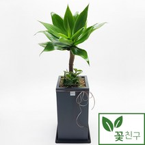 꽃친구 아가베 사각분 (서울 경기 외 대도시만 가능) 중형 대형 개업화분 축하화분 인테리어화분, 물받이바퀴받침(10.000원)