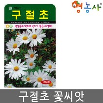 구절초 씨앗 1000립 꽃씨 꽃씨앗