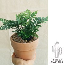 *티에라선인장* 실내에서 키우는 반음지 공기정화식물 후마타고사리 - 화분 3type, 화이트베이지 납작직선링 토분 (받침포함)