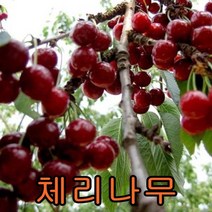체리나무 접목1년 1그루+왕살구 접목1년 1그루 나무 묘목 나무판매 묘목판매